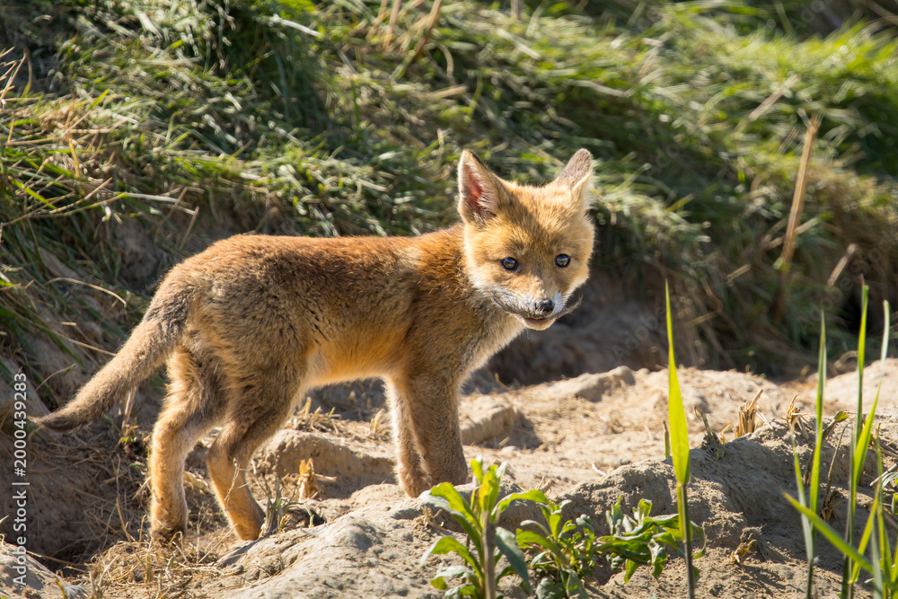 Fototapeta premium Red fox cub/cubs in nature on a sunny spring day