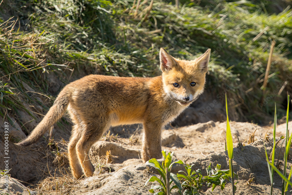 Fototapeta premium Red fox cub/cubs in nature on a sunny spring day