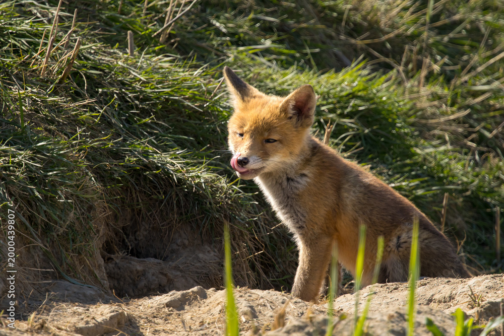 Fototapeta premium Red fox cub/cubs in nature on a sunny spring day