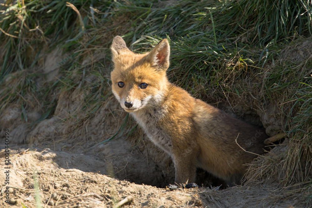 Fototapeta premium Red fox cub/cubs in nature on a sunny spring day