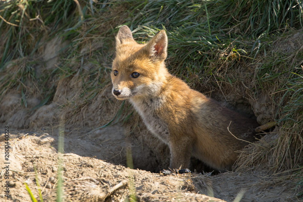 Fototapeta premium Red fox cub/cubs in nature on a sunny spring day