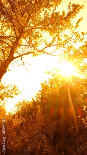 Summer solstice. Fairy nature, summer surreal landscape, soft blurred sunset light, back lit. Magical, majestic june nature. Atmospheric mood. Mystery nature	