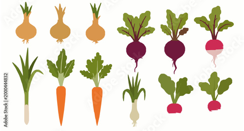 Cartoon growing vegetables vector set onions carrots beets and radishes garden illustration isolated on white background