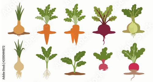 Growing vegetables vector set cartoon onions carrots beets and radishes garden illustration isolated on white