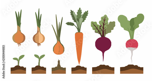 Cartoon garden vegetables vector collection growing onions carrots beets and radishes isolated on white