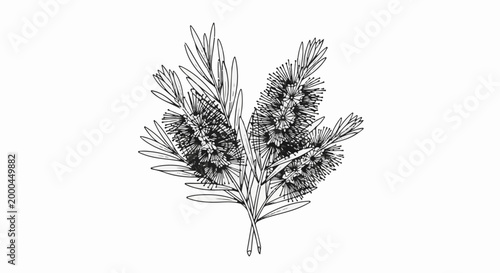 A sketch of delicate bottlebrush flowers and leaves