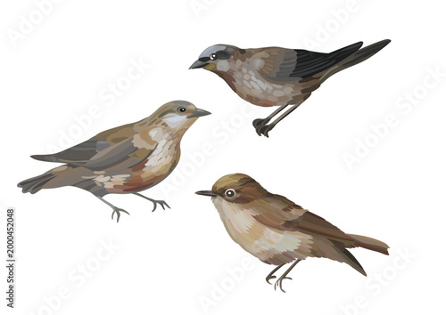 Realistic vector illustration set of three sparrows in various poses: flying, perched, and in profile. Perfect for wildlife art, nature prints, textiles, scrapbooking, and ornithology designs