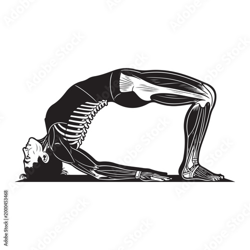 Anatomical illustration of a person in yoga bridge pose showing muscles and skeleton isolated on white background