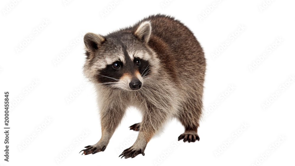Obraz premium Raccoon standing on its hind legs indoors isolated on transparent background