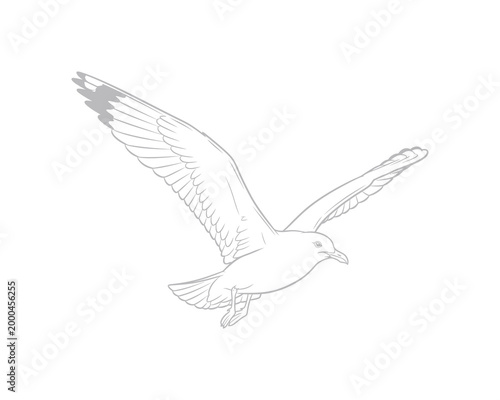 minimalist white dove line drawing flying peace symbol vector illustration