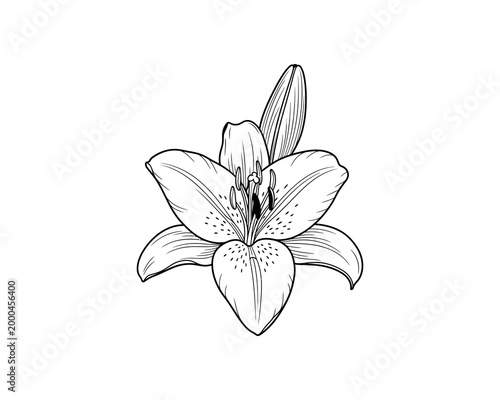 Elegant line art illustration of a white lily flower isolated on plain background