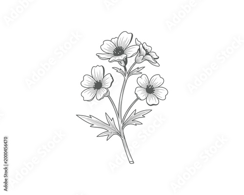 elegant white wildflower branch sketch minimalist line art illustration isolated on white background