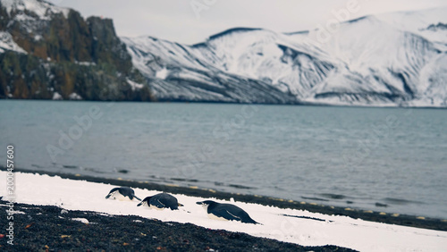 Three chinstrap penguins walking on a snowy beach with black volcanic sand next to the cold Antarctic ocean
