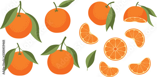 Fresh Orange Citrus Vector Set with Whole Fruits Slices and Segments with Leaves Isolated on White Background for Healthy Food and Juice Design.