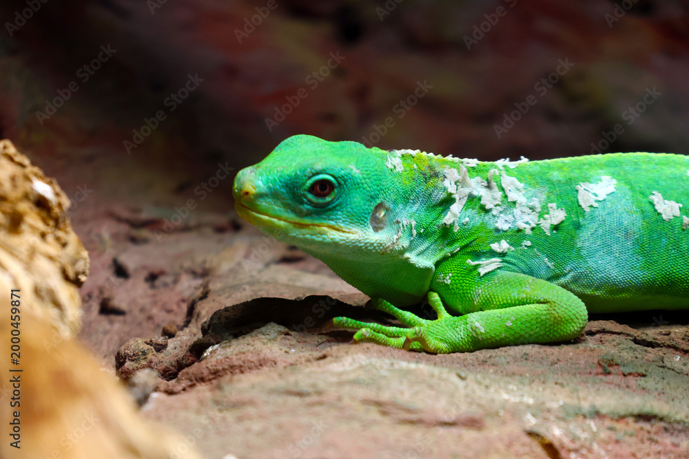 Fototapeta premium Green lizard with textured skin resting on rocky surface, showcasing vibrant colors and intricate details in a natural habitat setting