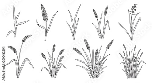 Cattail plant collection isolated on transparent background black and white illustration