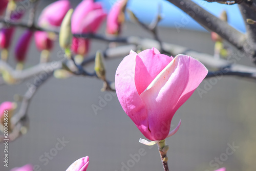 Single vibrant pink saucer magnolia flower blooming in a sunny spring garden close up view