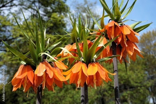 Fritillaria imperialis, or crown imperial, imperial fritillary, Kaiser's crown, or Kurdish tulip, is an orange flower blooming in a beautiful garden.