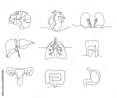 Human organs drawn with a single continuous line. A set of anatomical symbols in line art style