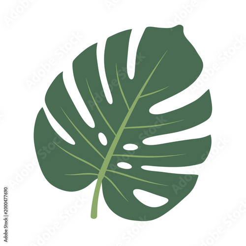 Monstera Deliciosa Leaf Illustration Isolated on White Background