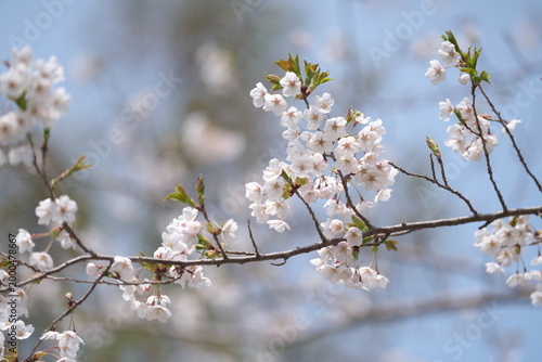 桜の花