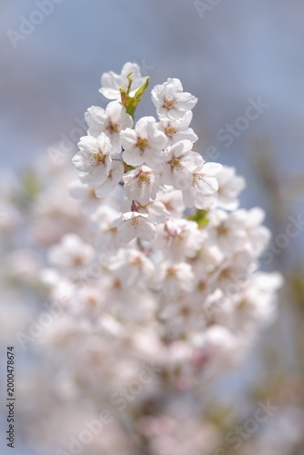 桜の花