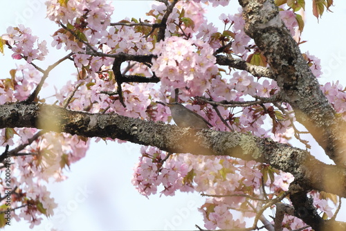 桜とウグイス