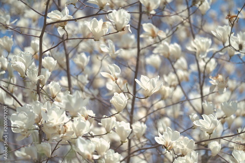 木蓮の花