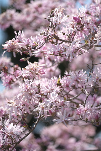 シデコブシの花