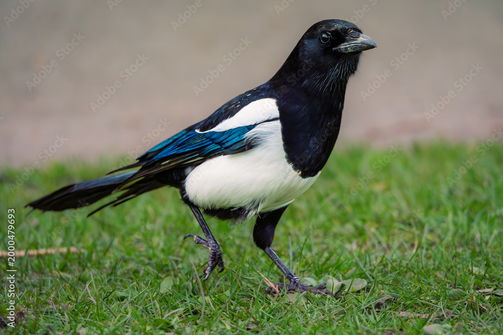 Fototapeta premium Magpie walking on grass at Killingworth Lakeside. Killingworth is a town in North Tyneside, Tyne and Wear, England which has a large lake with lots of wildlife