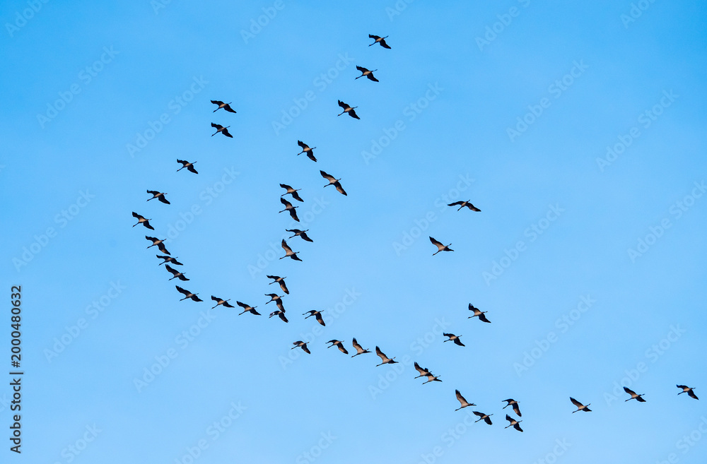 Fototapeta premium Flock of cranes