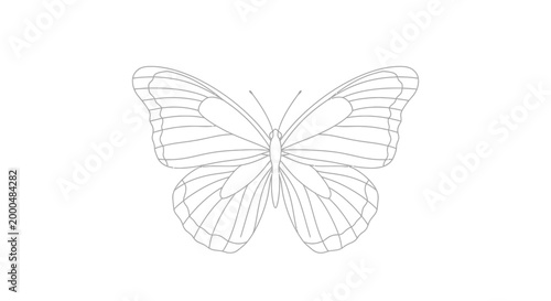 vector line art butterfly illustration