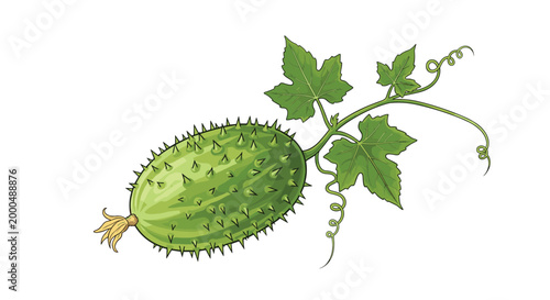 Fresh green spiny melon attached to a vine with leaves and tendrils, showcasing a unique and distinct tropical fruit or vegetable.