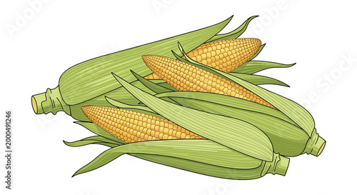 Fresh yellow corn on the cob with husks partially pulled back, showcasing a sweet and versatile cereal grain ready for cooking.