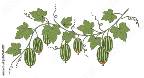 Lush vine laden with small striped green melons and characteristic leaves with tendrils, showcasing a healthy and decorative plant.