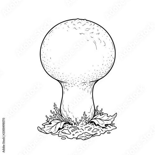 Giant puffball mushroom Calvatia gigantea vector for foraging guide rustic packaging and cookbook design