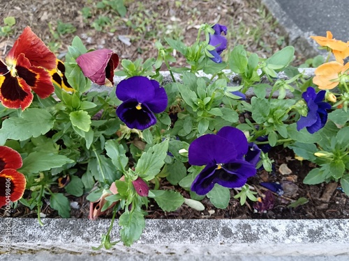 flowers in the garden