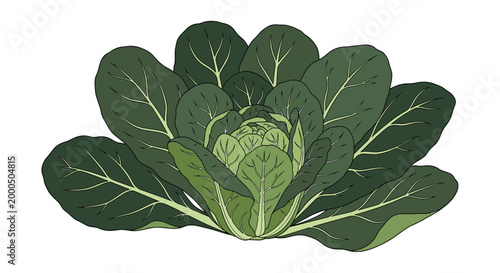 A full head of leafy green collard greens or a large Brussels sprout plant, featuring tightly packed leaves, perfect for nutritious meals.