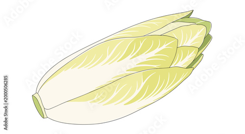 A crisp, pale green endive head, a slightly bitter leafy vegetable often used in salads and gourmet dishes for its distinct flavor.