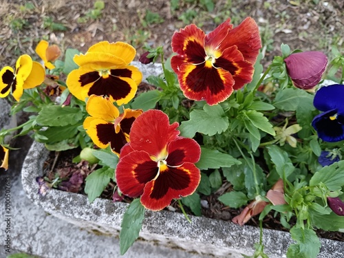 flowers pot in the garden