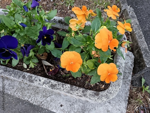 flowers pot in the garden