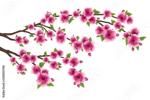 Pink Japanese sakura branch isolated on white background.eps