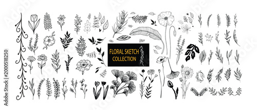 Hand drawn botanical elements set, floral sketch collection, black and white wildflowers, leaves and herbs line art, vintage nature illustration isolated on white background
