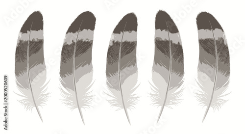 Minimal gray feather trio illustration with natural striped texture and elegant bird plume arrangement isolated on white background, decorative boho element for invitations, crafts and branding use