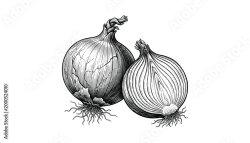 Onion vegetable illustration isolated on transparent background vector graphic food ingredient healthy organic produce element.