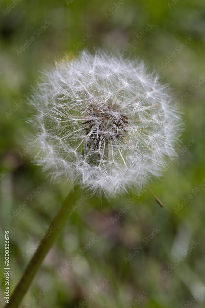 Fototapeta premium A dandelion seed head stands ready to disperse its seeds in the wind.