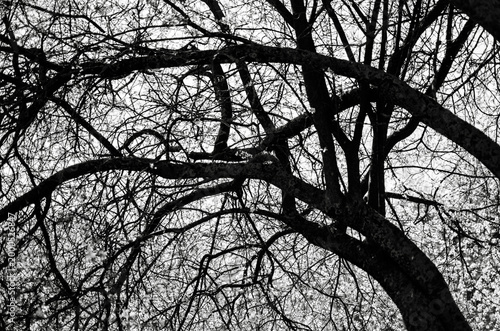 Chaotic branch structure natural abstract background