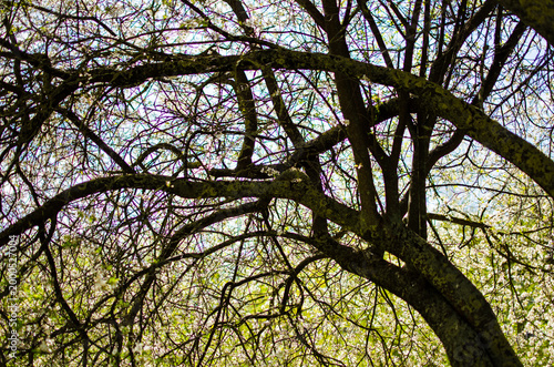 Tangled tree branches against bright sky