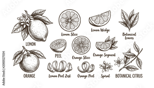 Hand drawn lemon orange citrus fruits botanical illustration with leaves flowers and peel on transparent vector.