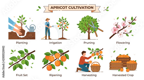 Illustrative infographic showing the complete seasonal agricultural process for growing delicious apricots from initial tree planting to the final stage of harvesting fresh crops